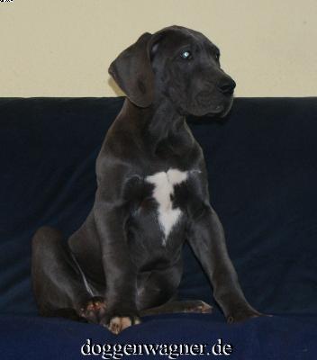 Solea Vom Hause Wagner