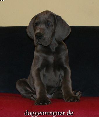 Unikus Vom Hause Wagner