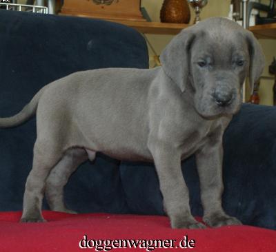 Usus Vom Hause Wagner