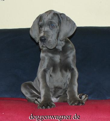 Usus Vom Hause Wagner