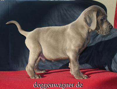 Uroyce Ruby Vom Hause Wagner