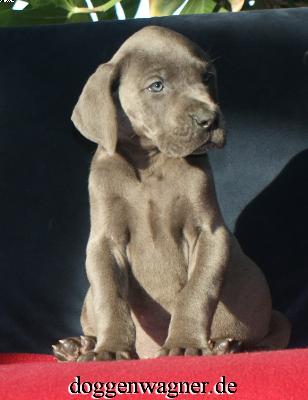 Urmel Vom Hause Wagner