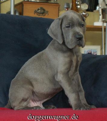 Union Jack Vom Hause Wagner