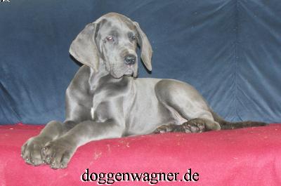 Uriella Vom Hause Wagner