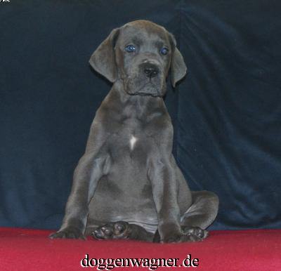 Uriella Vom Hause Wagner