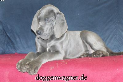 Uriella Vom Hause Wagner