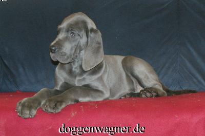 Uriella Vom Hause Wagner