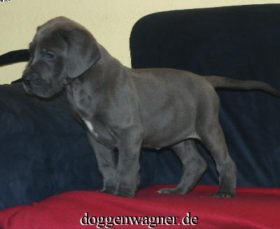 Umea-klara Vom Hause Wagner