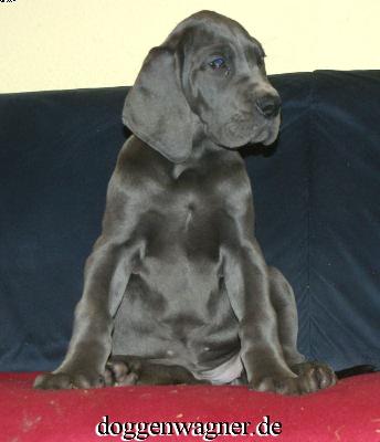 Ulanda Vom Hause Wagner