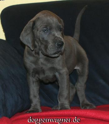 Ulanda Vom Hause Wagner