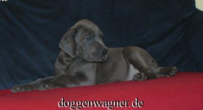 Ulanda Vom Hause Wagner