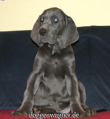 Ulanda Vom Hause Wagner