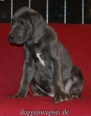 Tribeca Vom Hause Wagner