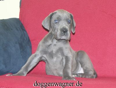 Thalia Vom Hause Wagner