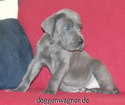 Thalia Vom Hause Wagner