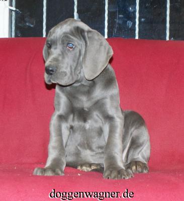 Thalia Vom Hause Wagner