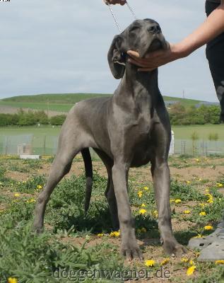 Thalia Vom Hause Wagner