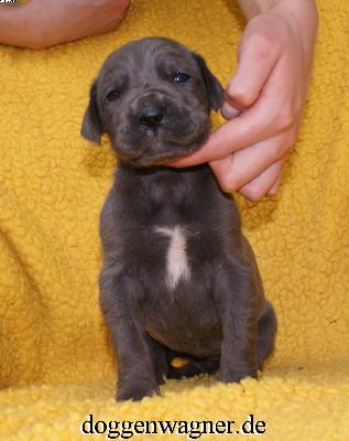 Tutti Quanti Vom Hause Wagner