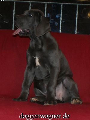 Tutti Quanti Vom Hause Wagner