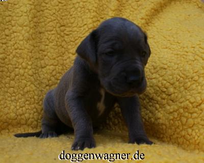 Ch Tutti Bene Vom Hause Wagner