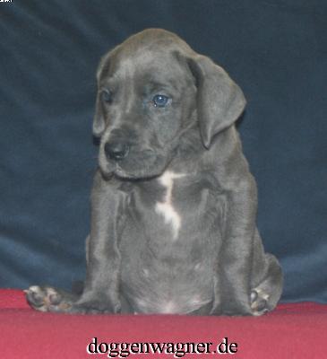 Ch Tutti Bene Vom Hause Wagner