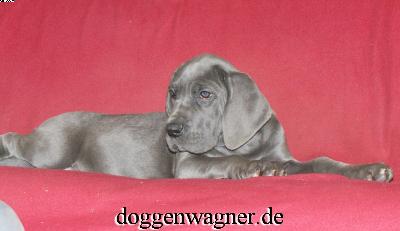 Ch Tutti Bene Vom Hause Wagner