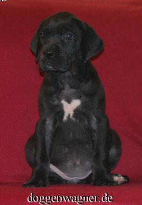 Tiara Vom Hause Wagner