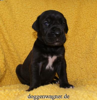 Tiara Vom Hause Wagner