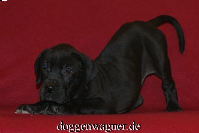 Tendina Vom Hause Wagner