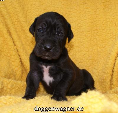 Tendina Vom Hause Wagner