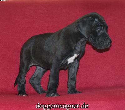 Tendina Vom Hause Wagner