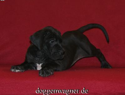 Tendina Vom Hause Wagner