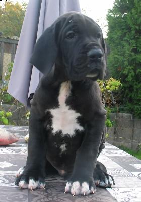 Amigo Vom Wernerseck