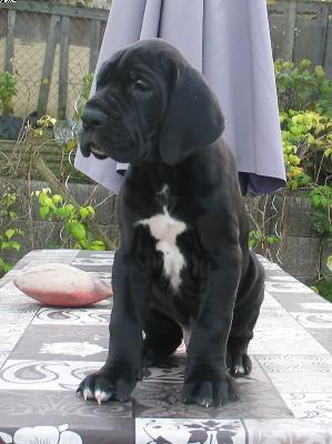 Apollo Vom Wernerseck