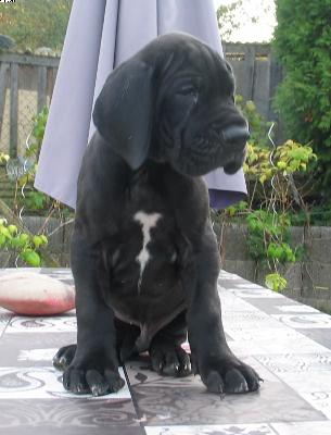 Armani Vom Wernerseck