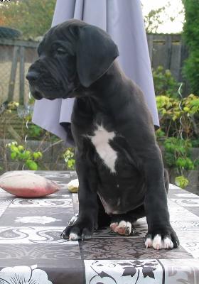 Ch Alicia Vom Wernerseck