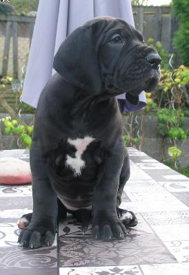 Ch Amabell Vom Wernerseck