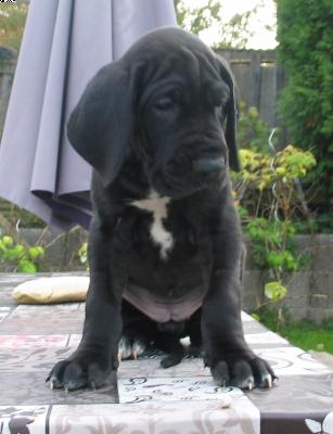 Angie Vom Wernerseck