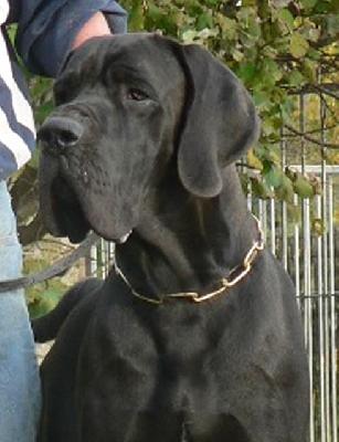 Ch Ding Dong Des Terres De La Rairie