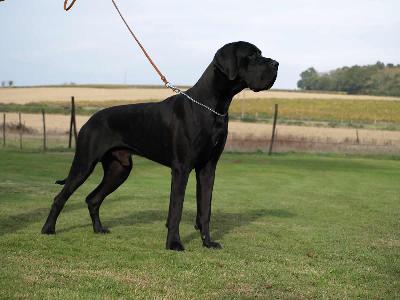 Ch Ding Dong Des Terres De La Rairie