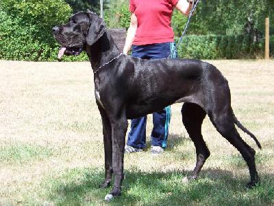 Xperience Dreams Vom Mephisto