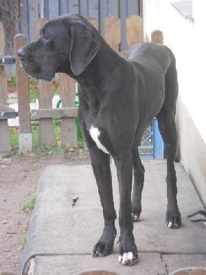 Xperience Dreams Vom Mephisto