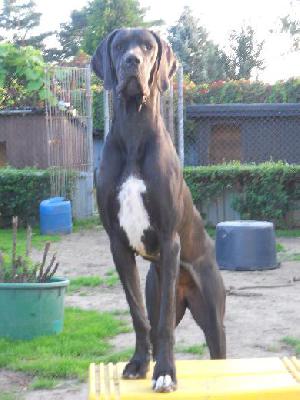 Xperience Dreams Vom Mephisto