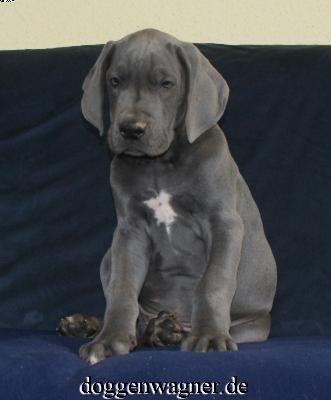 Ch Wiggerl Vom Hause Wagner