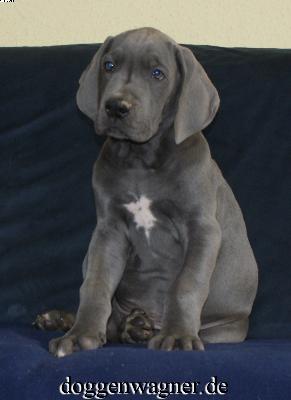 Ch Wiggerl Vom Hause Wagner