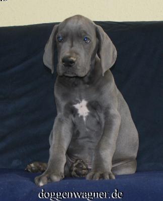 Ch Wiggerl Vom Hause Wagner