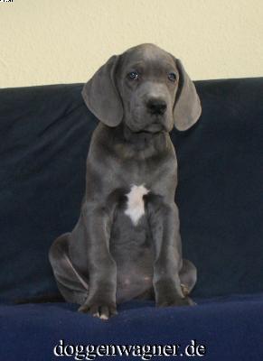 Walli Vom Hause Wagner