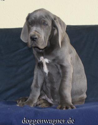 Valois Vom Hause Wagner