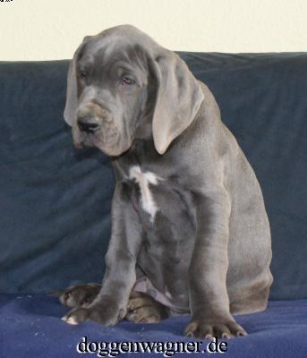 Valois Vom Hause Wagner