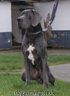 Varus Vom Hause Wagner